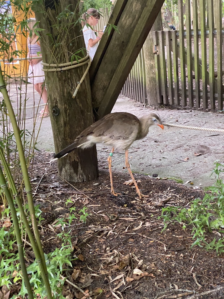 Red-legged Seriema at the Apenheul zoo