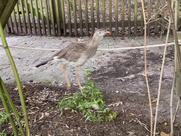 Red-legged Seriema at the Apenheul zoo