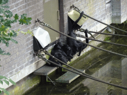 Brown-headed Spider Monkeys at the Apenheul zoo