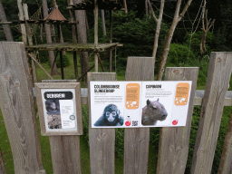 Explanation on the Brown-headed Spider Monkey and Capybara at the Apenheul zoo
