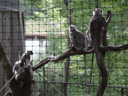 Northern Plains Gray Langurs at the Apenheul zoo