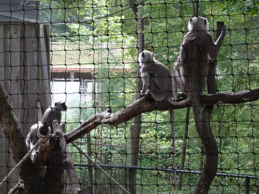 Northern Plains Gray Langurs at the Apenheul zoo