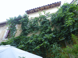 House with creepers at the Rue des Carmes street