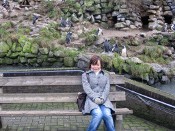 Miaomiao with African Penguins at Burgers` Zoo