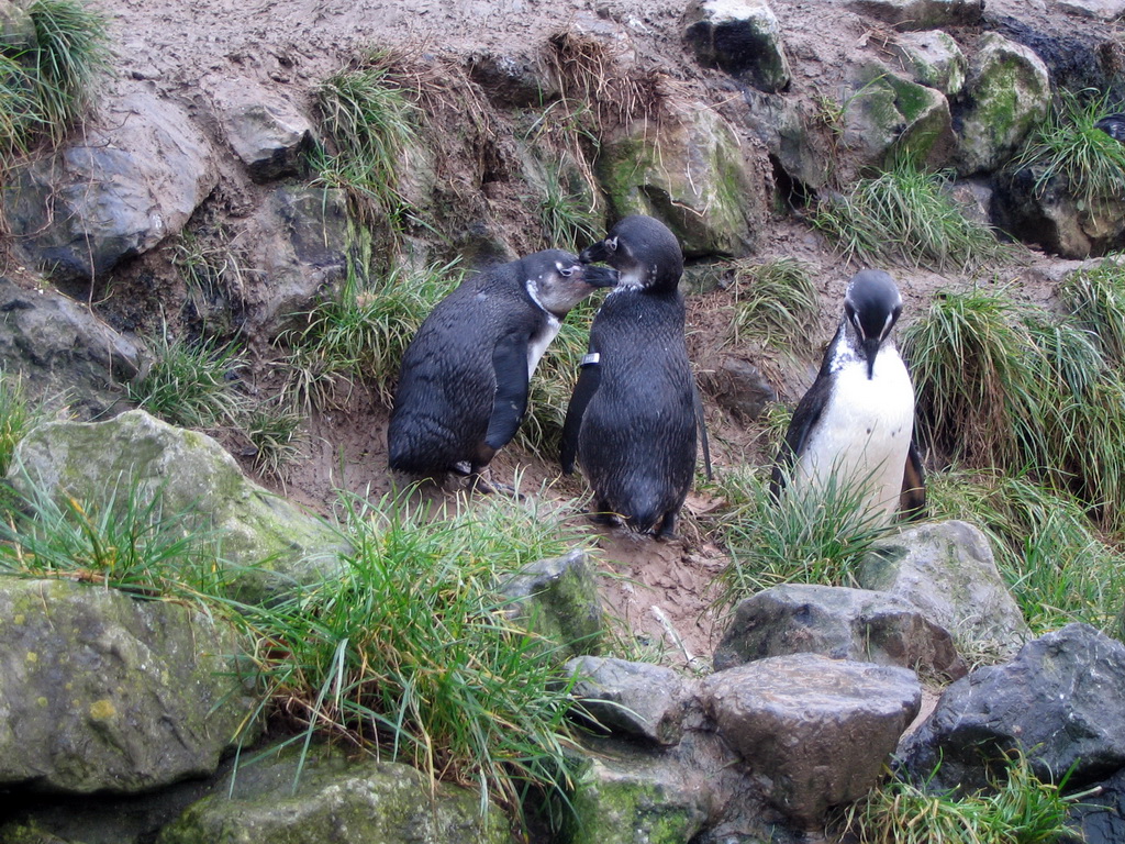 African Penguins at Burgers` Zoo