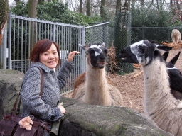 Miaomiao with Llama`s at Burgers` Zoo