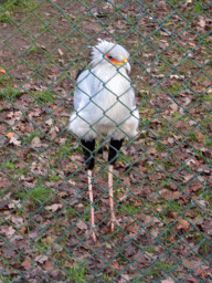 Bird at Burgers` Zoo