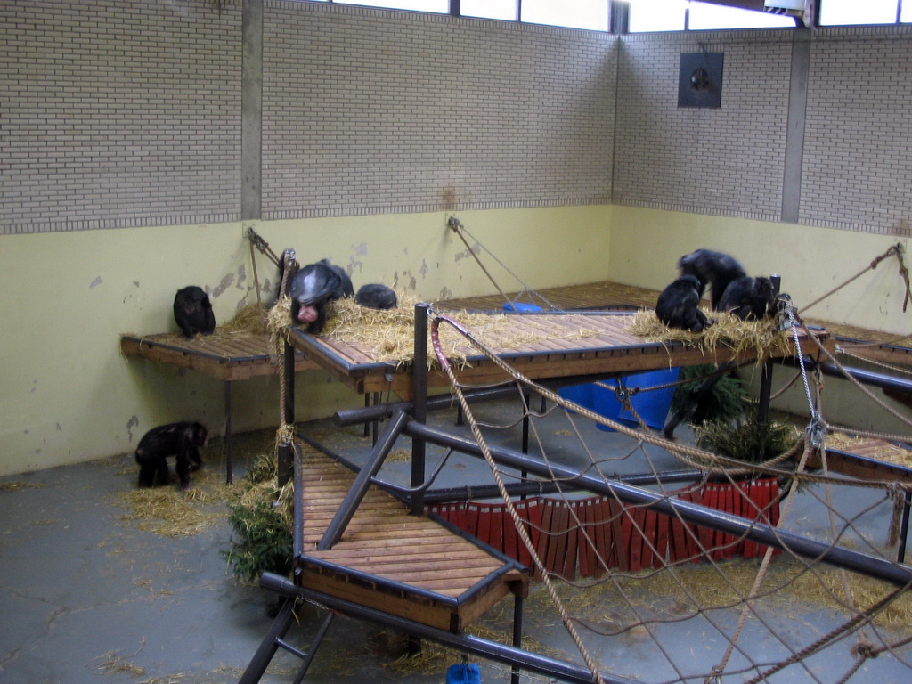 Chimpanzees at Burgers` Zoo