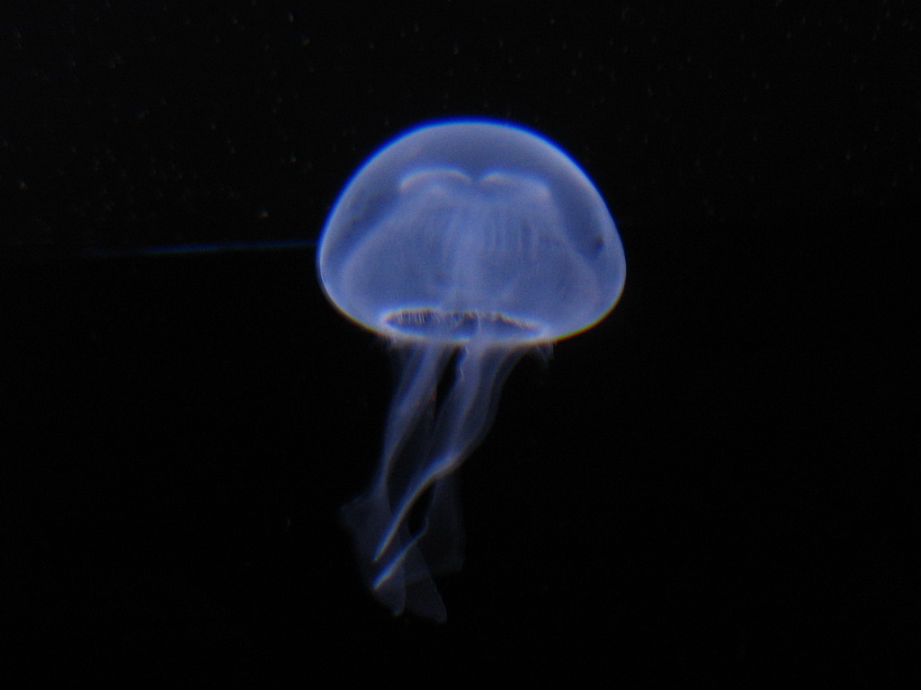 Jellyfish at Burgers` Zoo