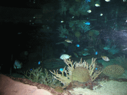 Fish and coral at Burgers` Zoo