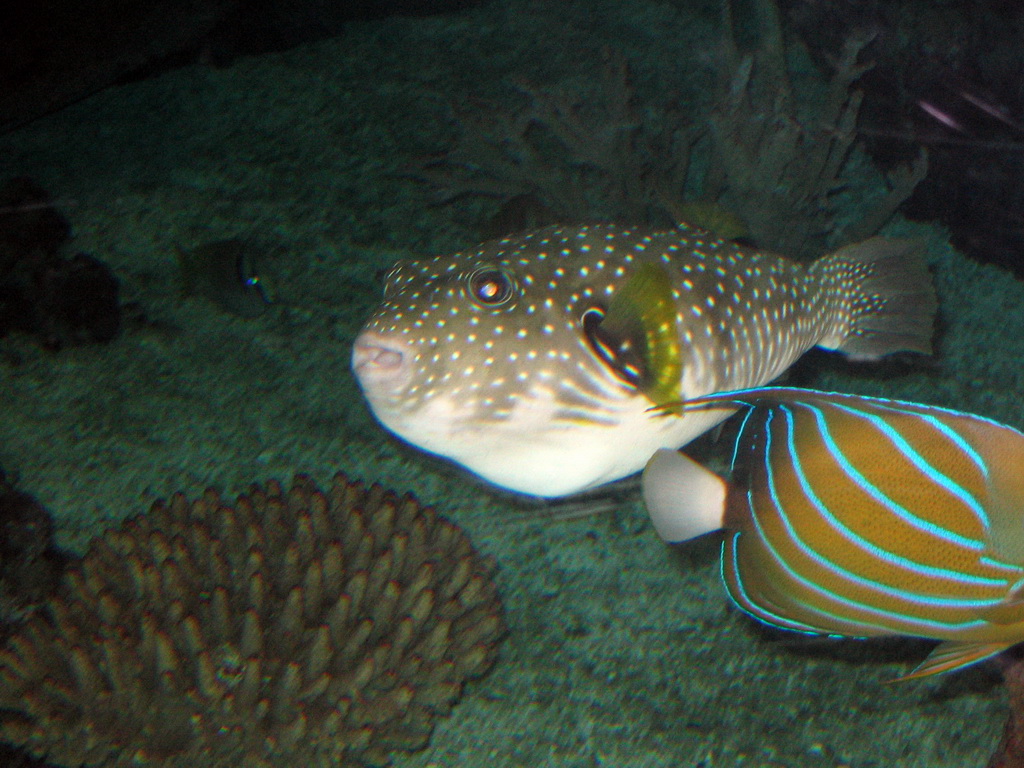 Fugu, other fish and coral at Burgers` Zoo