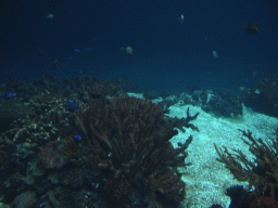 Fish and coral at Burgers` Ocean at Burgers` Zoo