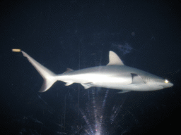 Shark at Burgers` Ocean at Burgers` Zoo