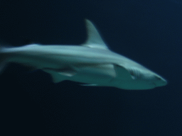 Shark at Burgers` Ocean at Burgers` Zoo