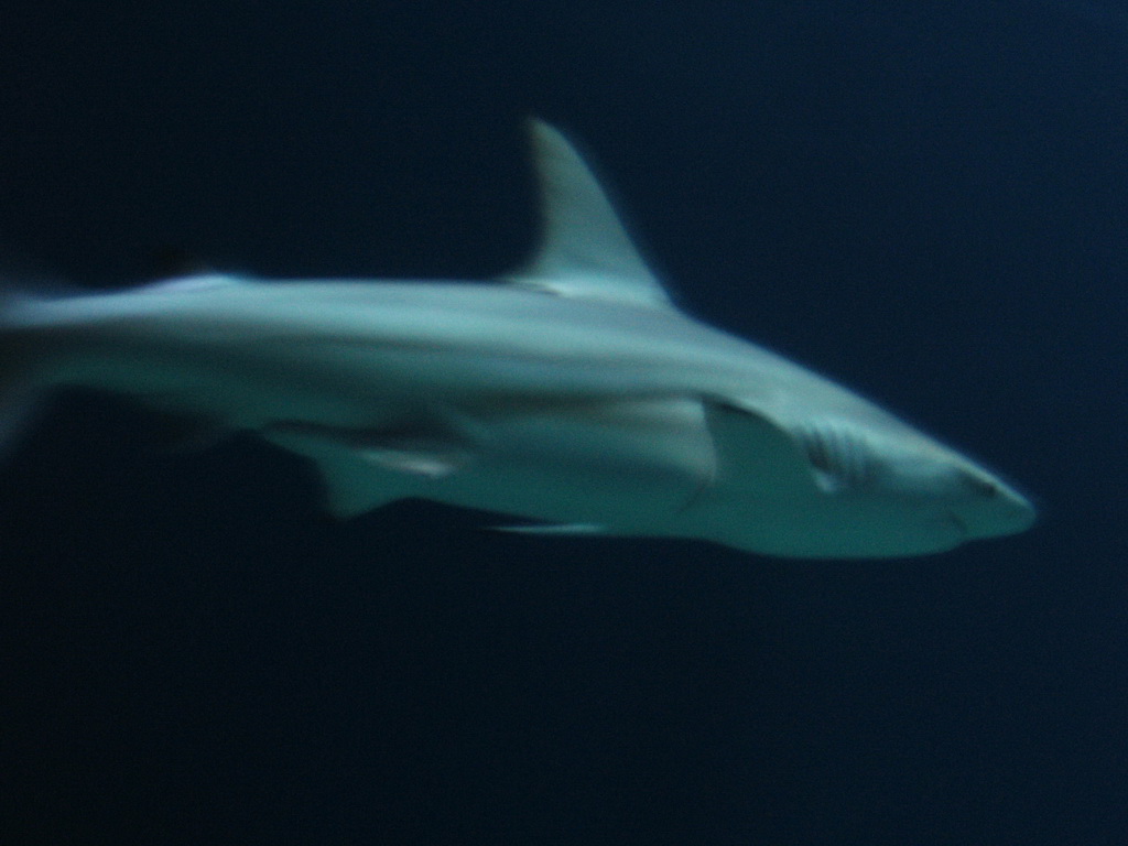 Shark at Burgers` Ocean at Burgers` Zoo