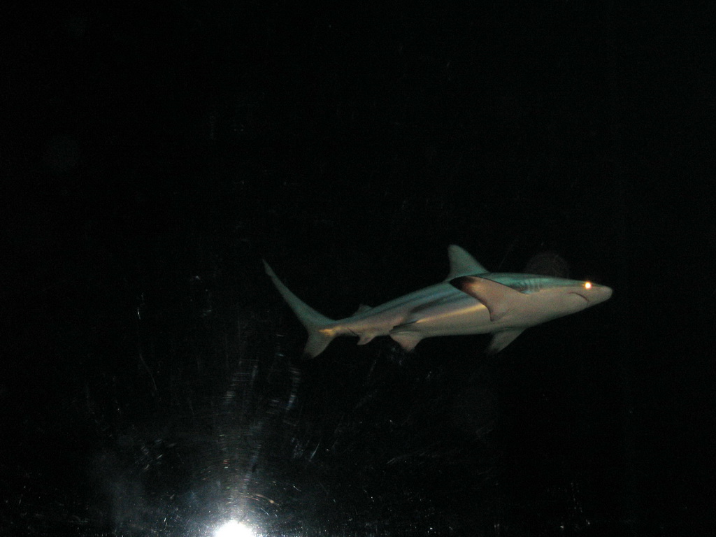 Shark at Burgers` Ocean at Burgers` Zoo