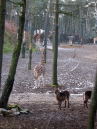 Giraffes, Zebras and Waterbucks at Burgers` Safari at Burgers` Zoo