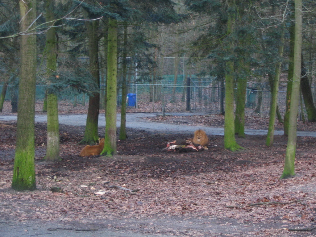 Lions at Burgers` Safari at Burgers` Zoo