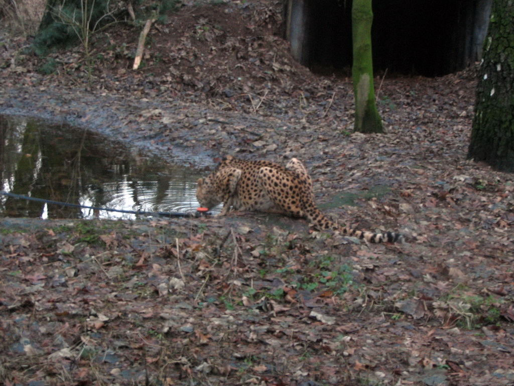 Cheetah at Burgers` Safari at Burgers` Zoo