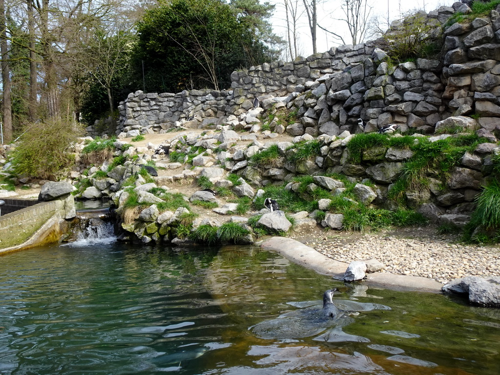 African Penguins at the Park Area of Burgers` Zoo