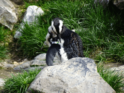 African Penguin at the Park Area of Burgers` Zoo