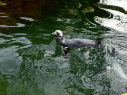 African Penguin at the Park Area of Burgers` Zoo