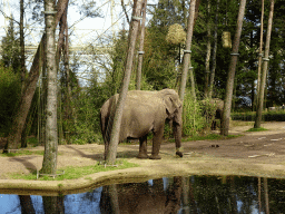 Asian Elephants at the Park Area of Burgers` Zoo