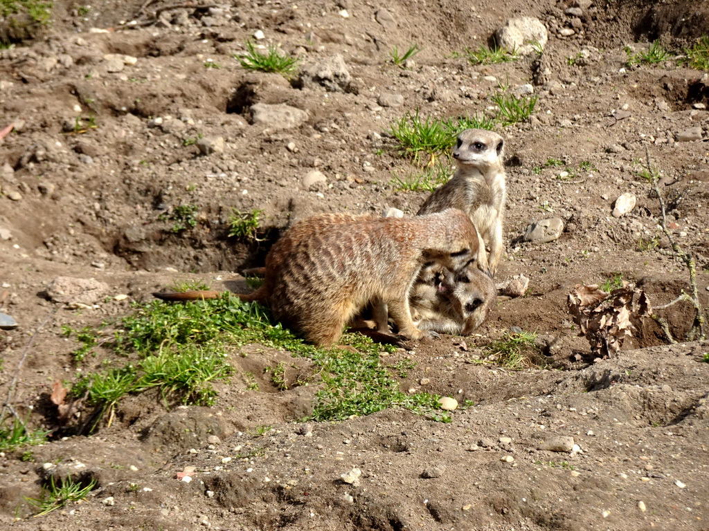 Meerkats at the Park Area of Burgers` Zoo