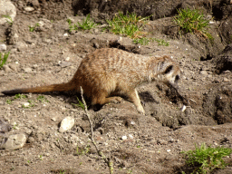 Meerkat at the Park Area of Burgers` Zoo