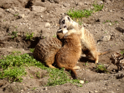 Meerkats at the Park Area of Burgers` Zoo