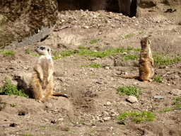 Meerkats at the Park Area of Burgers` Zoo