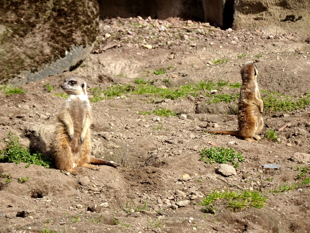 Meerkats at the Park Area of Burgers` Zoo