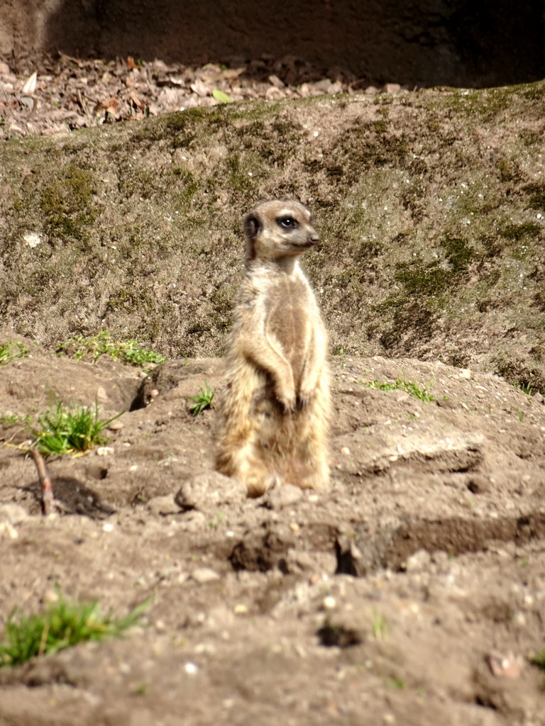 Meerkat at the Park Area of Burgers` Zoo