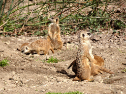 Meerkats at the Park Area of Burgers` Zoo