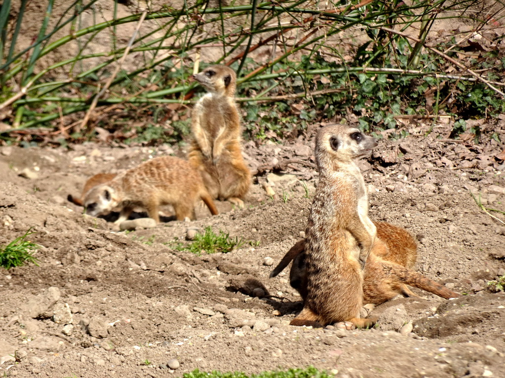 Meerkats at the Park Area of Burgers` Zoo