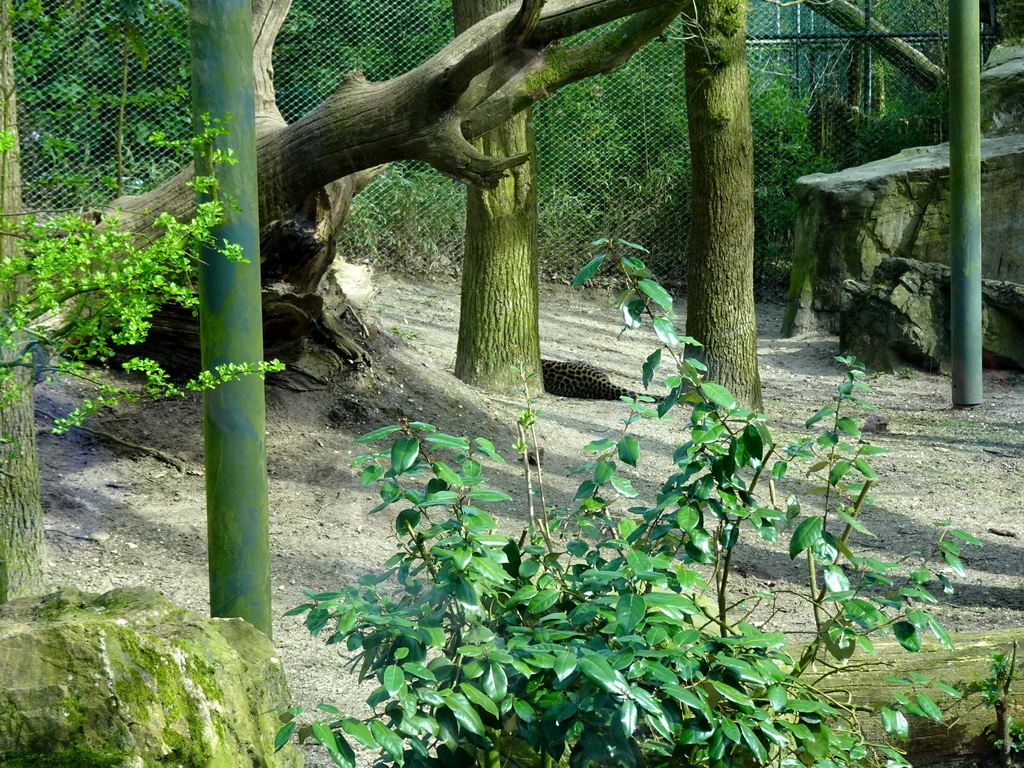 Sri Lankan Leopard at the Park Area of Burgers` Zoo