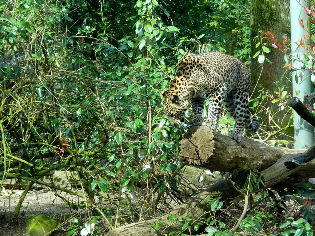 Sri Lankan Leopard at the Park Area of Burgers` Zoo