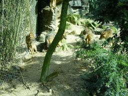 Golden Jackals at the Park Area of Burgers` Zoo