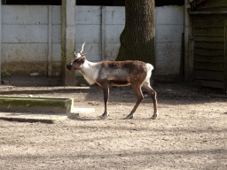 Finnish Forest Reindeer at the Park Area of Burgers` Zoo