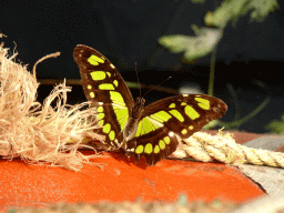 Butterfly at the Mangrove Hall of Burgers` Zoo