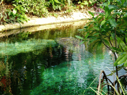 Caribbean Manatee at the Mangrove Hall of Burgers` Zoo