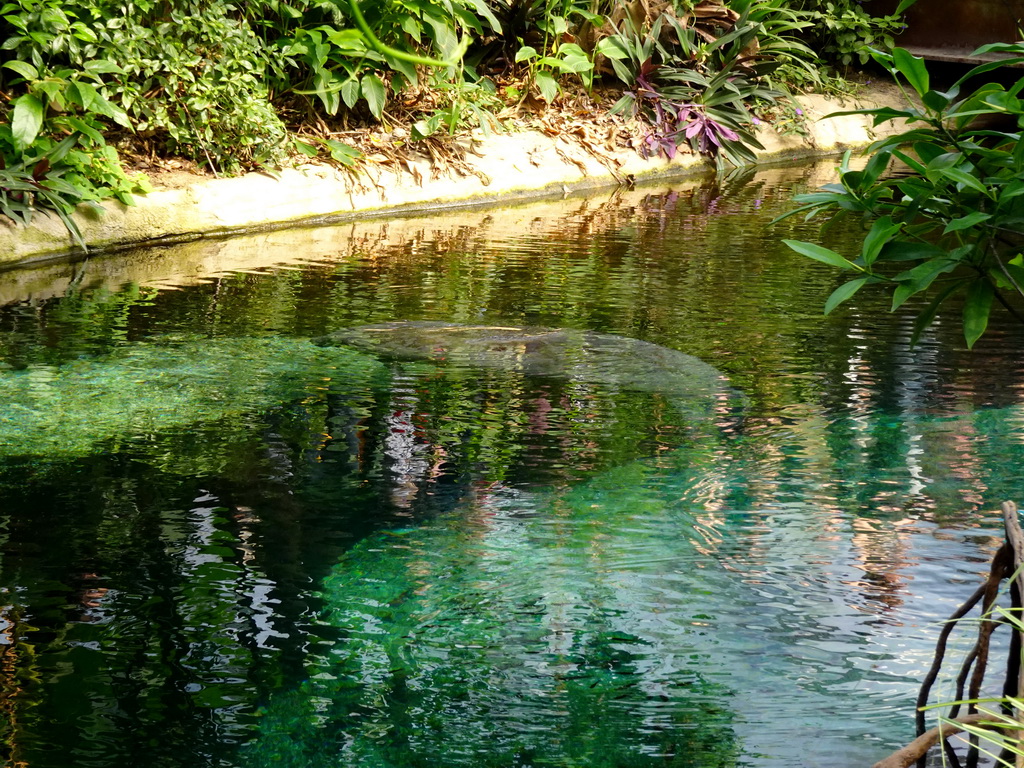 Caribbean Manatee at the Mangrove Hall of Burgers` Zoo