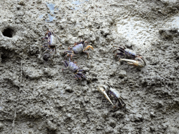 Fiddler Crabs at the Mangrove Hall of Burgers` Zoo