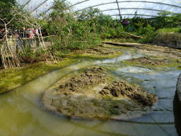 Interior of the Mangrove Hall of Burgers` Zoo