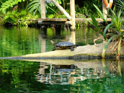 Red-eared Slider at the Mangrove Hall of Burgers` Zoo