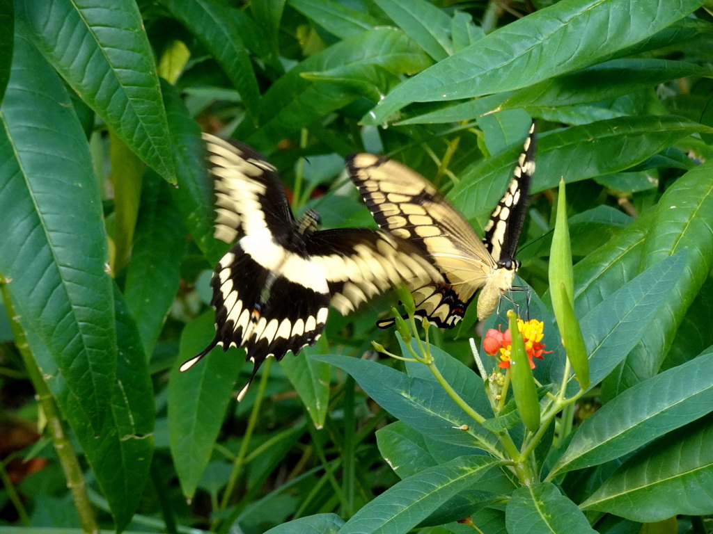 Butterflies at the Mangrove Hall of Burgers` Zoo