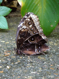 Butterfly at the Mangrove Hall of Burgers` Zoo