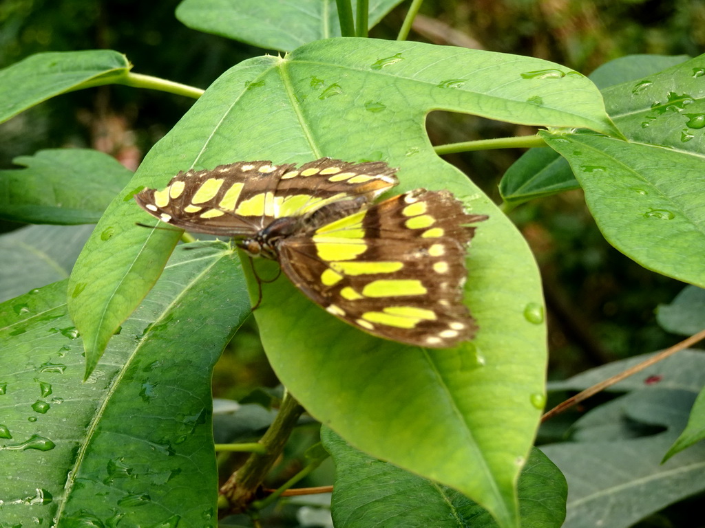 Butterfly at the Mangrove Hall of Burgers` Zoo