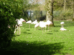 Flamingos at the Park Area of Burgers` Zoo