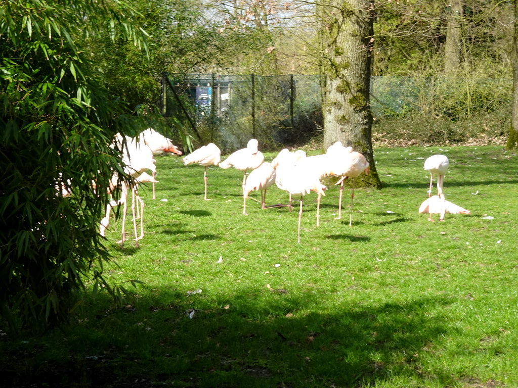 Flamingos at the Park Area of Burgers` Zoo